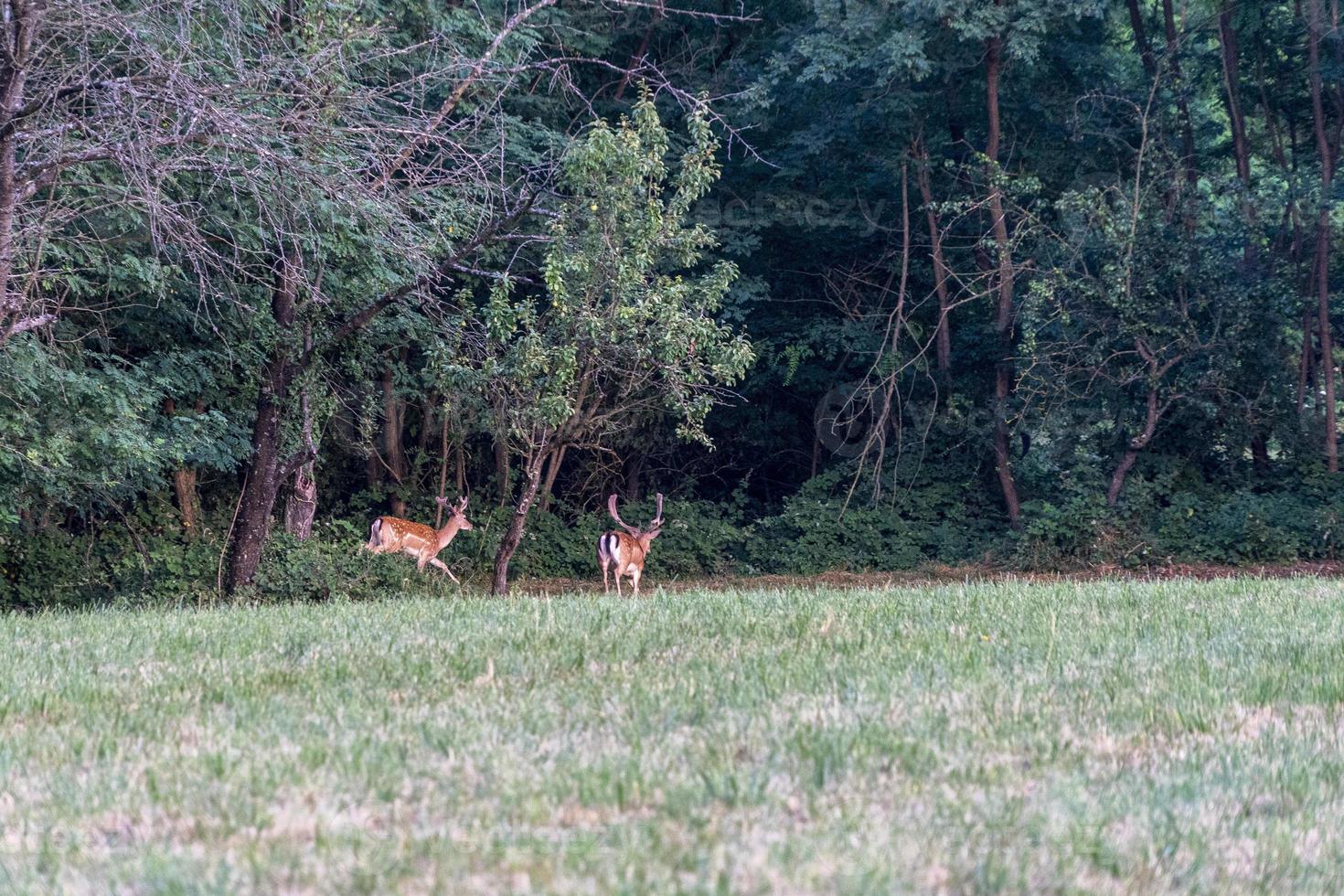 gamo masculino no fundo verde da floresta foto