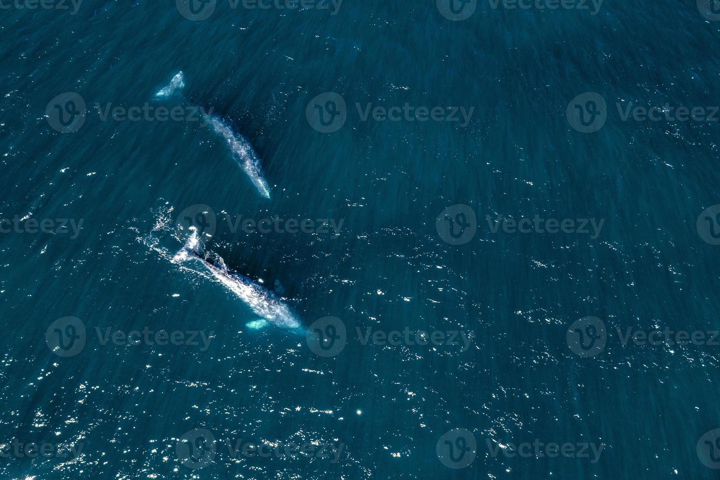 baleia cinzenta no méxico baja california panorama de visão aérea drone foto