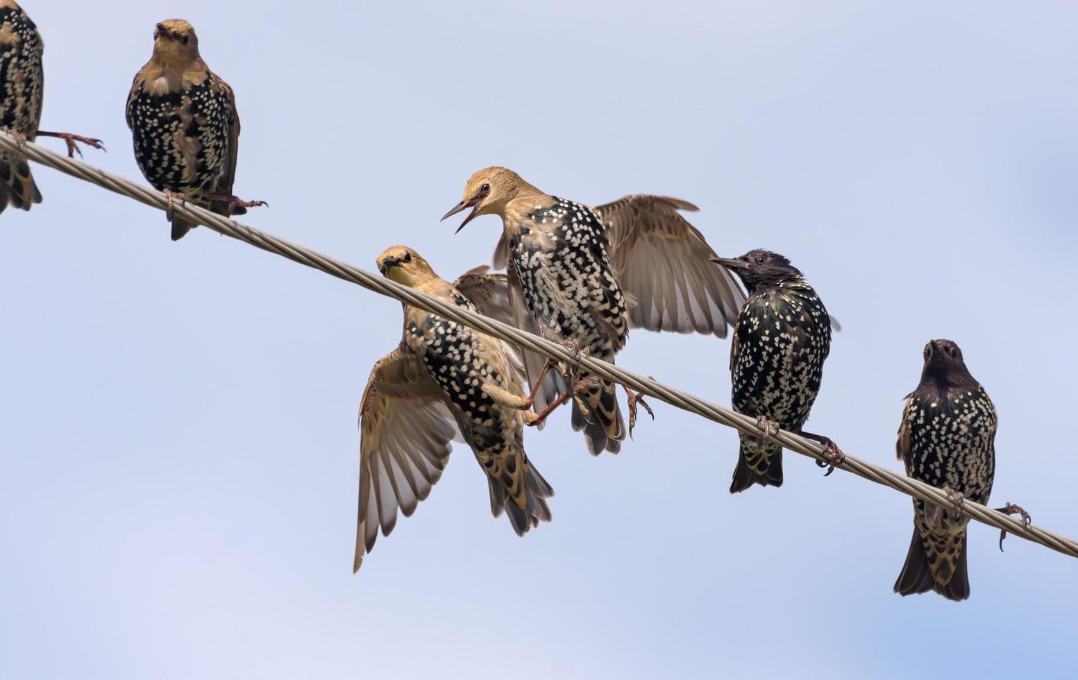 comum estorninhos - Sturnus vulgaris- foi dentro severo luta em elétrico fios foto