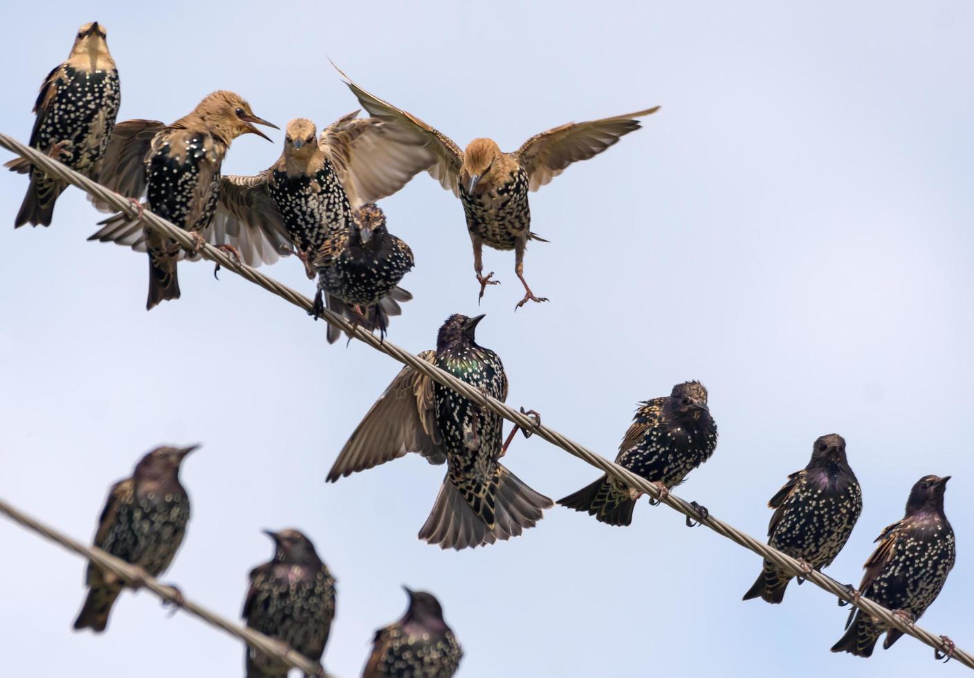 alguns comum estorninhos dentro rebanho - Sturnus vulgar - levar feroz luta sobre a espaço enquanto sentado em elétrico fios e cabos foto