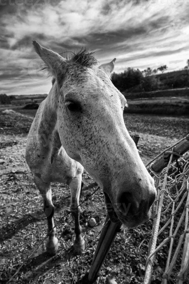 cavalo branco em uma fazenda foto