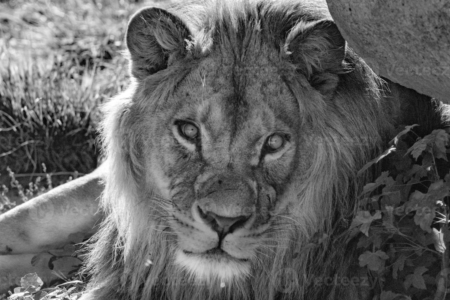 olhos de leão macho olhando para você foto