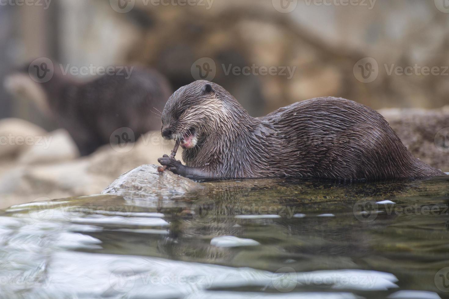 lindo retrato de lontra foto