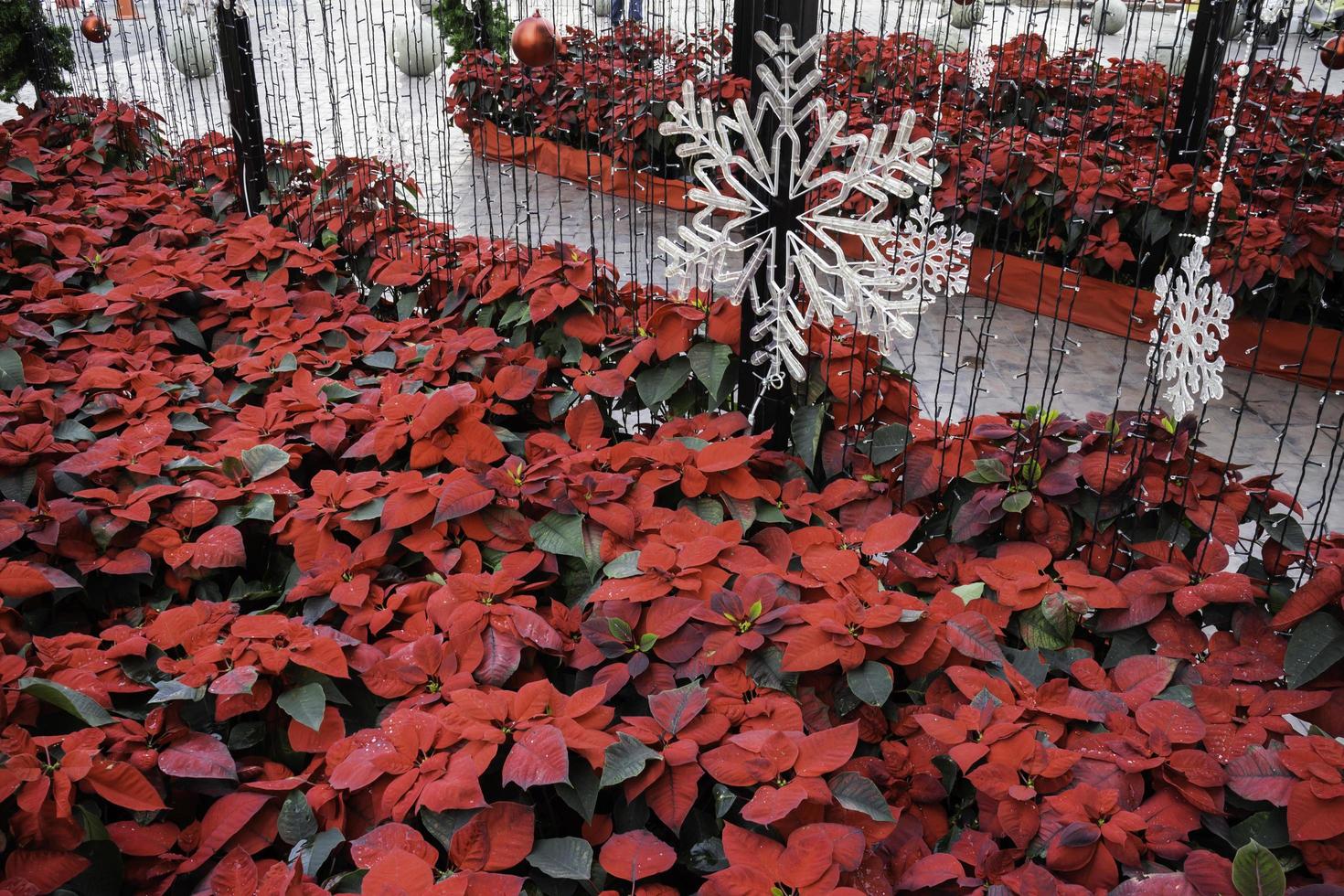 poinsétias e decorações de floco de neve foto