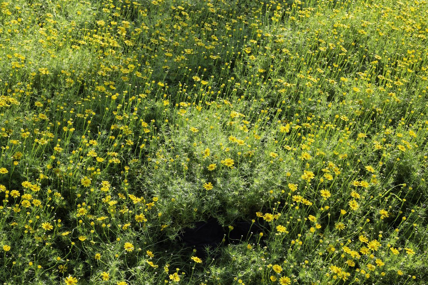 campo de flores amarelas foto