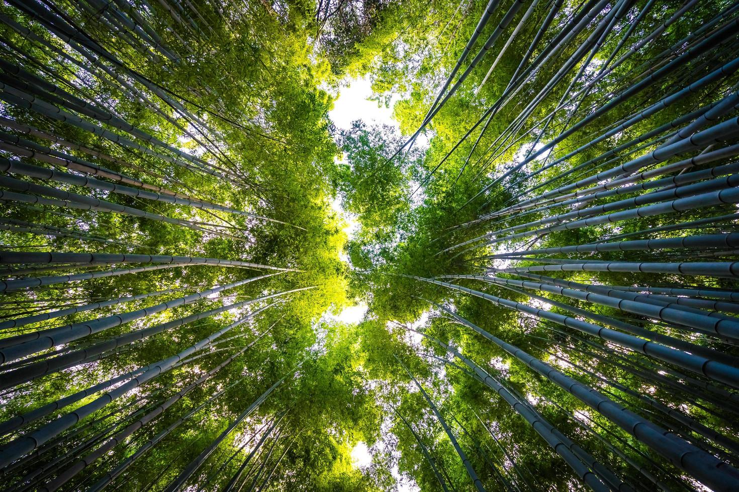 bosque de bambu na floresta em arashiyama, kyoto foto