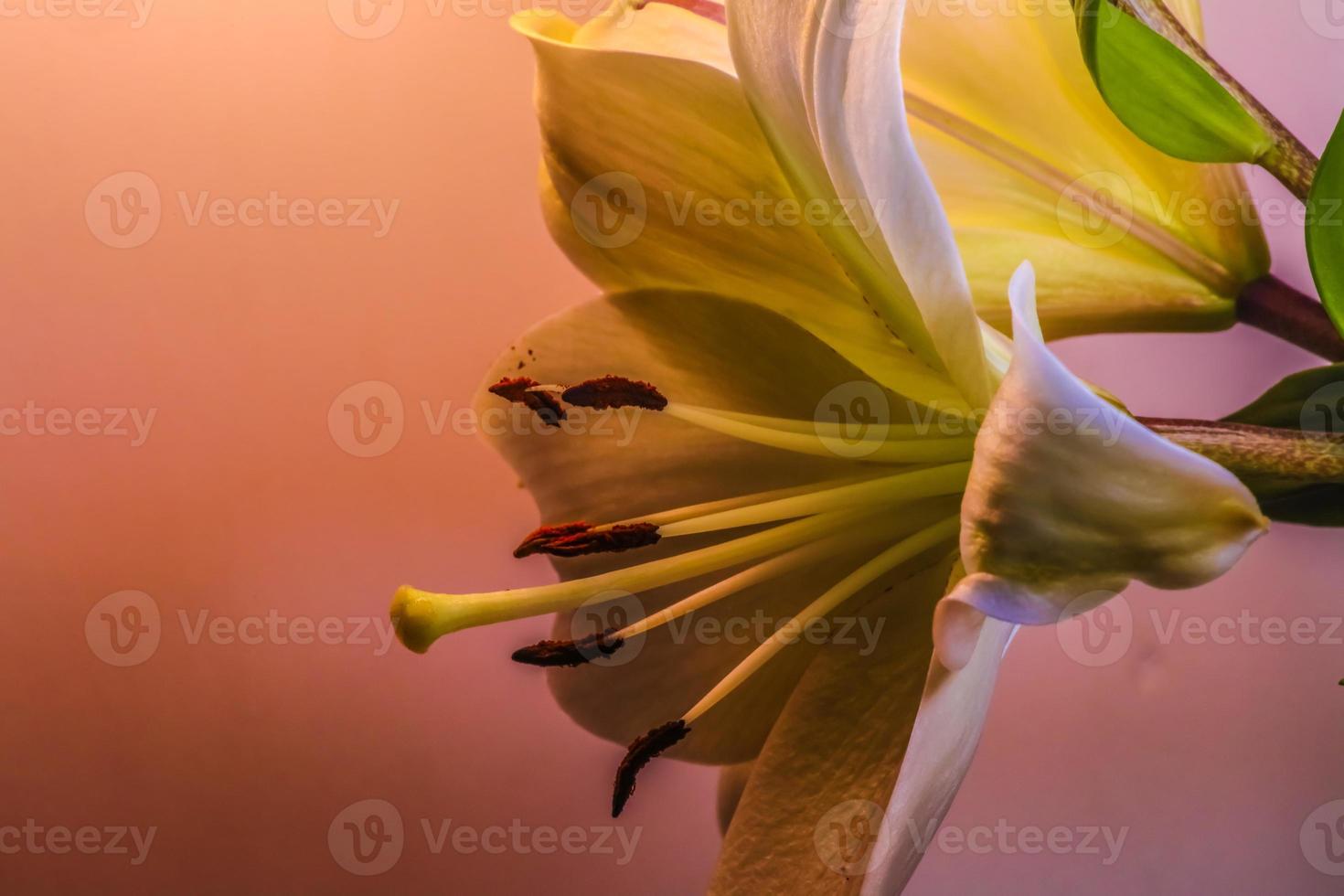 dia lírios . fechar acima do lado Visão foto