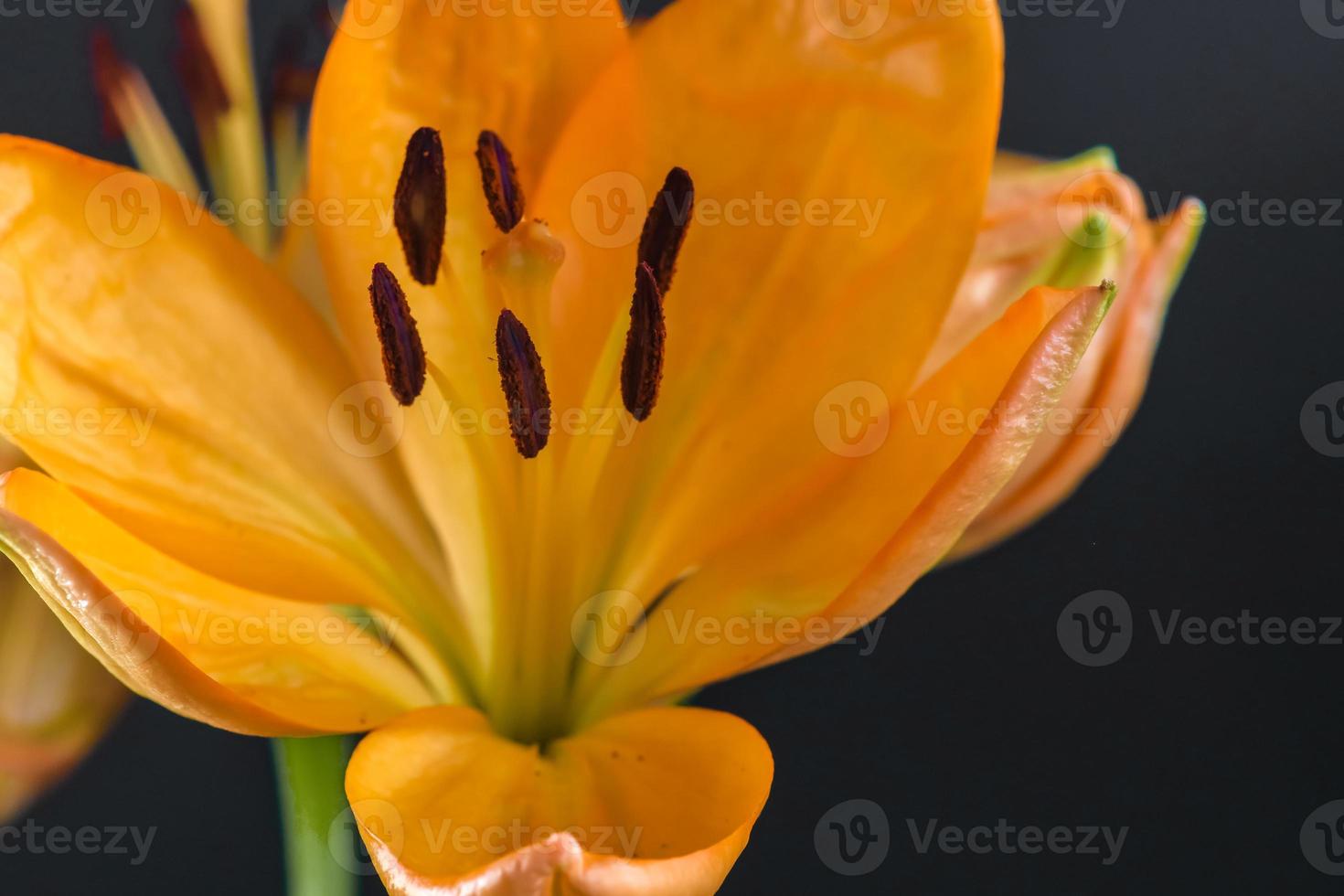 daylily , parcial frontal fechar acima mostrando estames foto