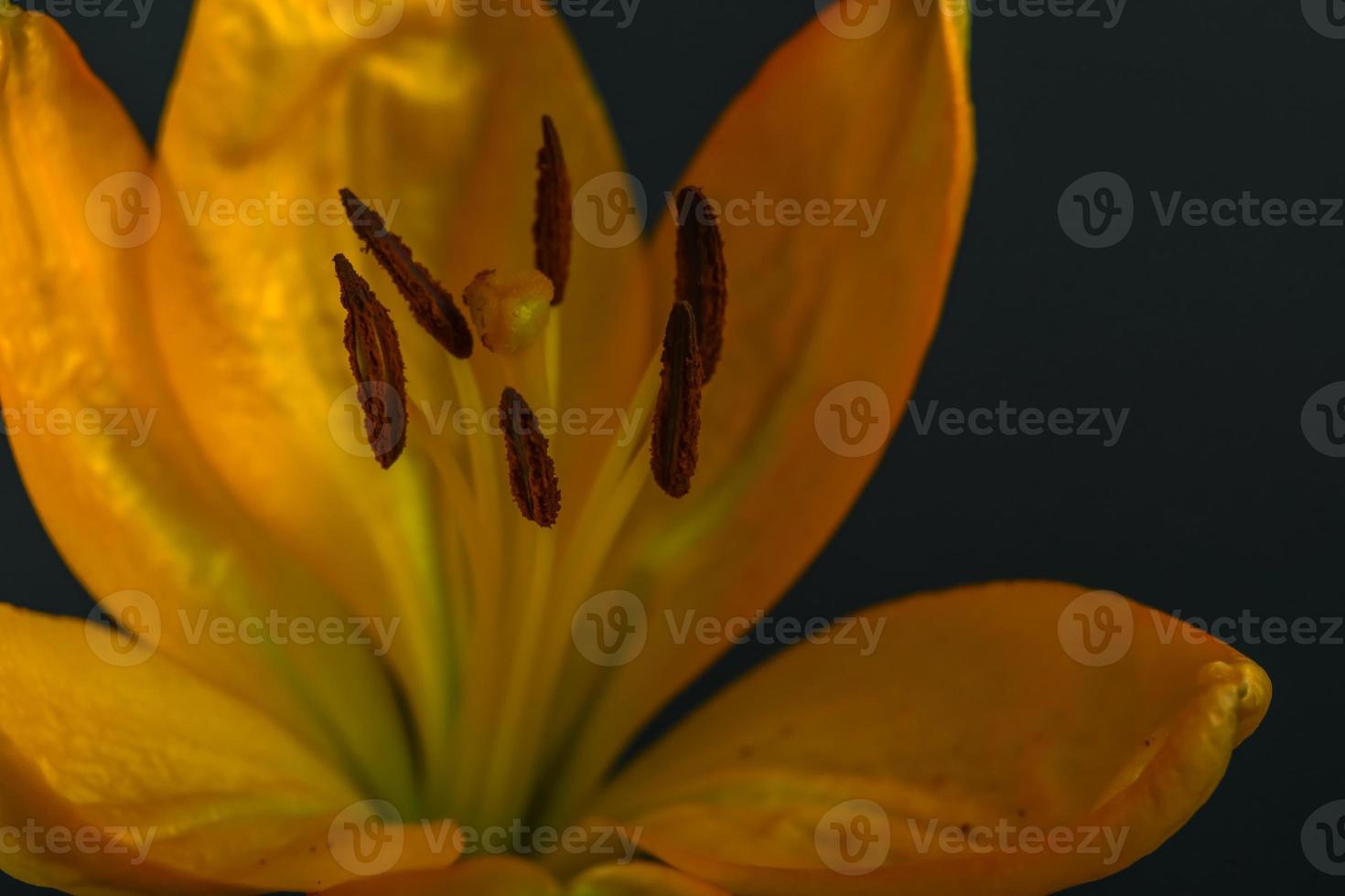 daylily , parcial frontal fechar acima mostrando estames foto