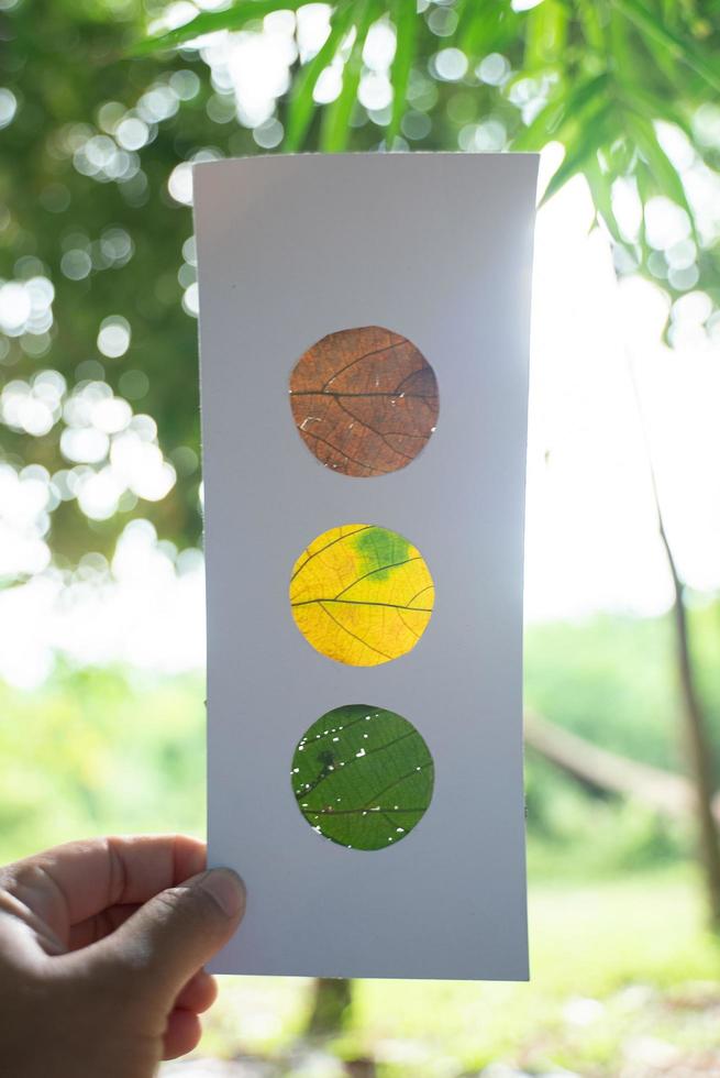 folhas laranja, amarelas e verdes fixadas em papel, que lembram um semáforo, iluminadas por trás com o fundo da floresta foto