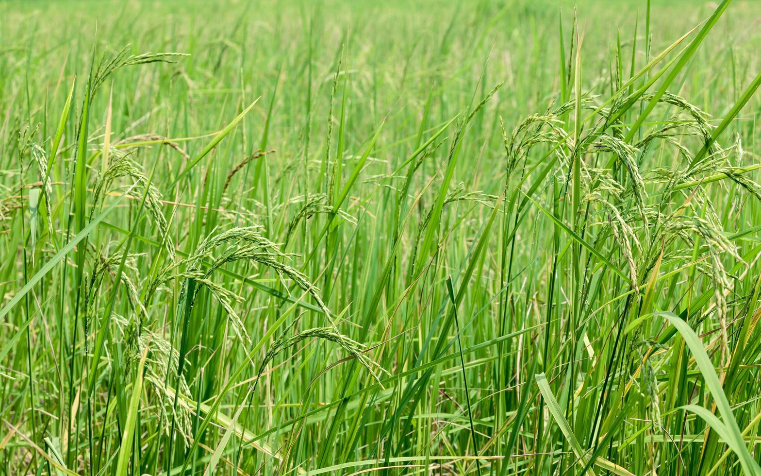 campo de arroz verde foto