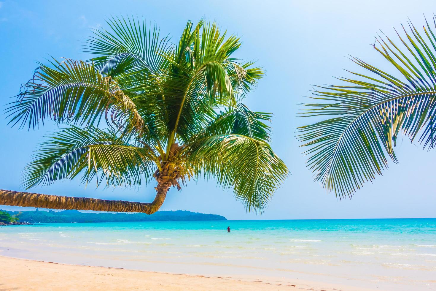 praia tropical com palmeiras foto