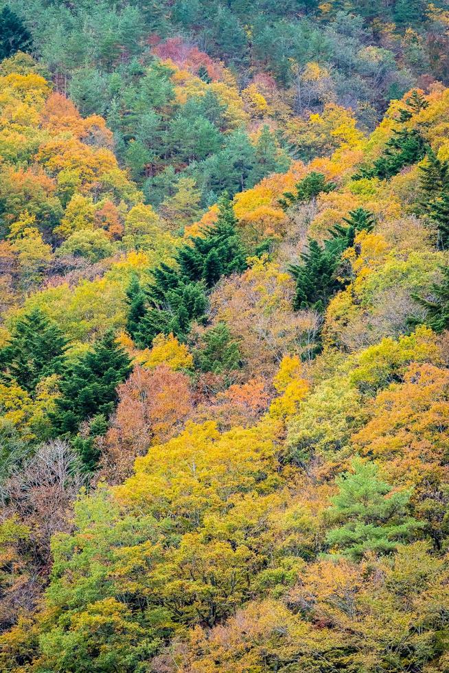 floresta colorida na montanha foto