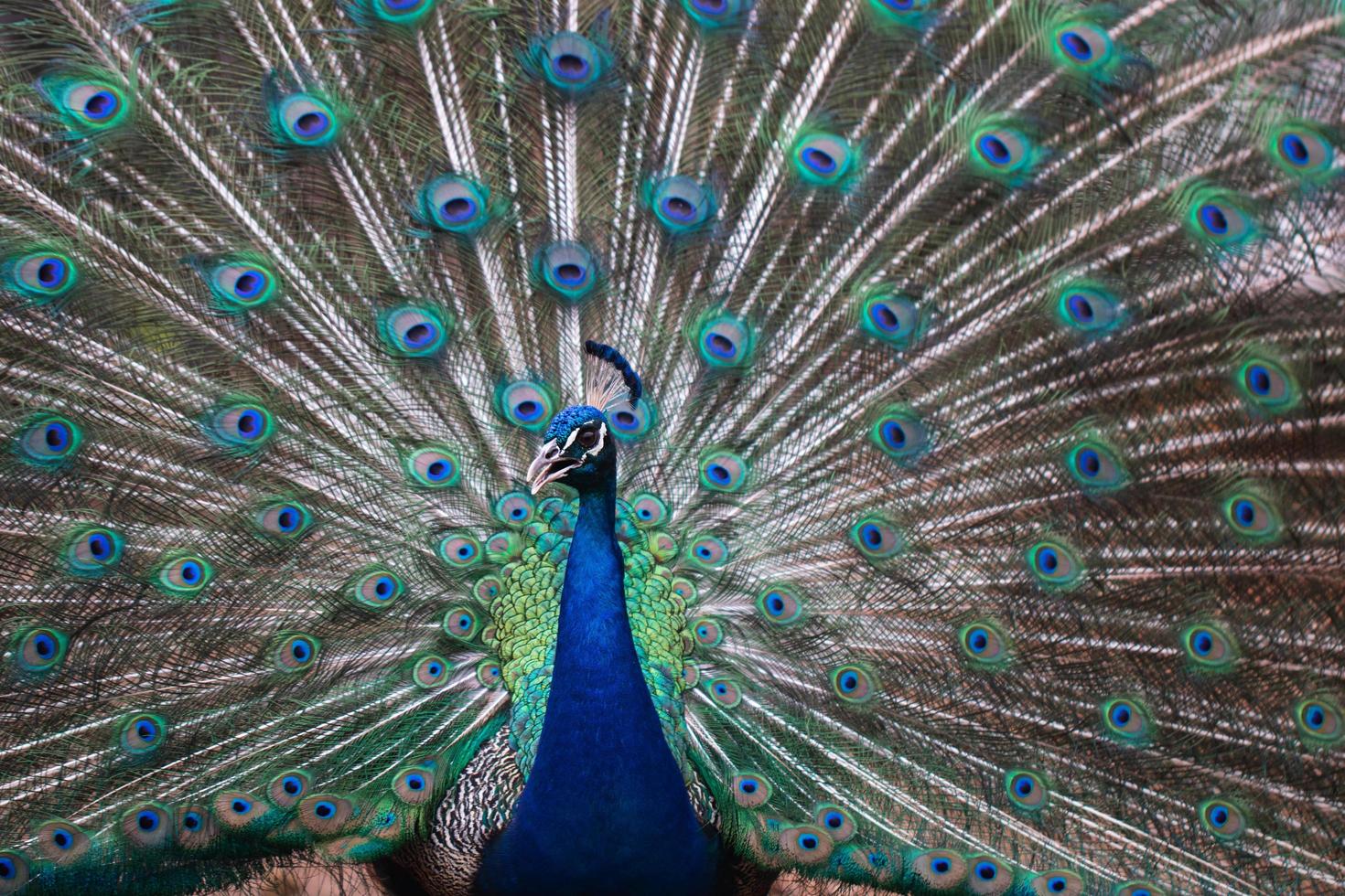 pavão com penas espalhadas foto