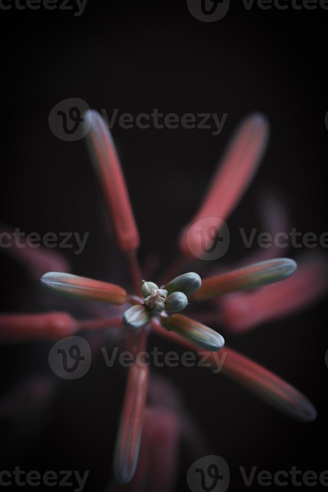 close-up de uma flor de babosa foto