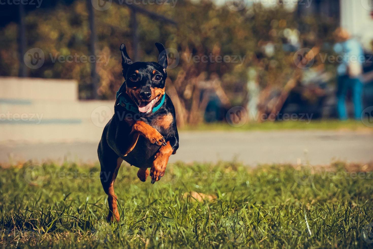 lindo cachorro pinscher miniatura correndo e pulando na grama foto