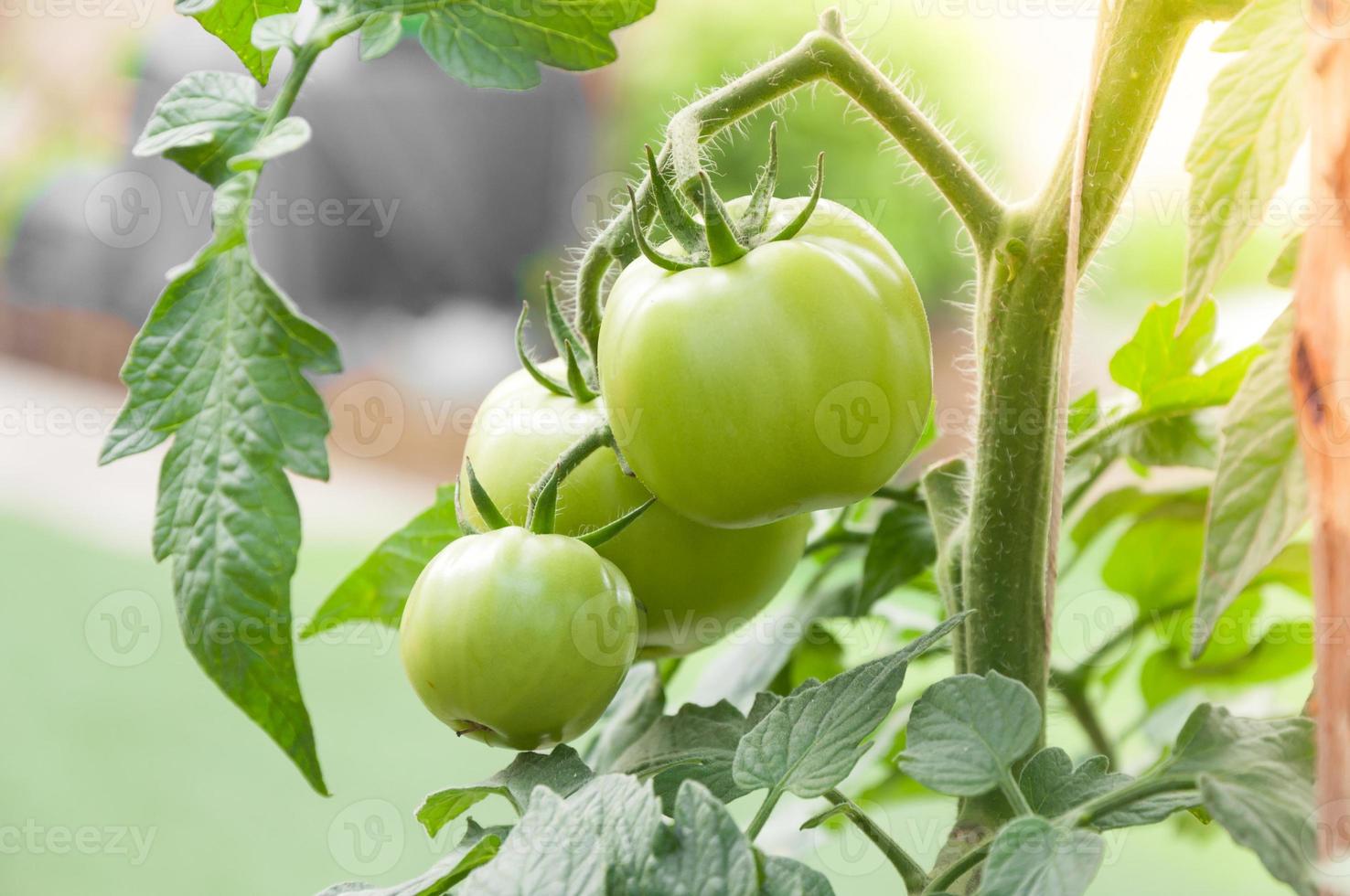 fresco cereja tomates verde dentro a jardim ,plantar tomates foto