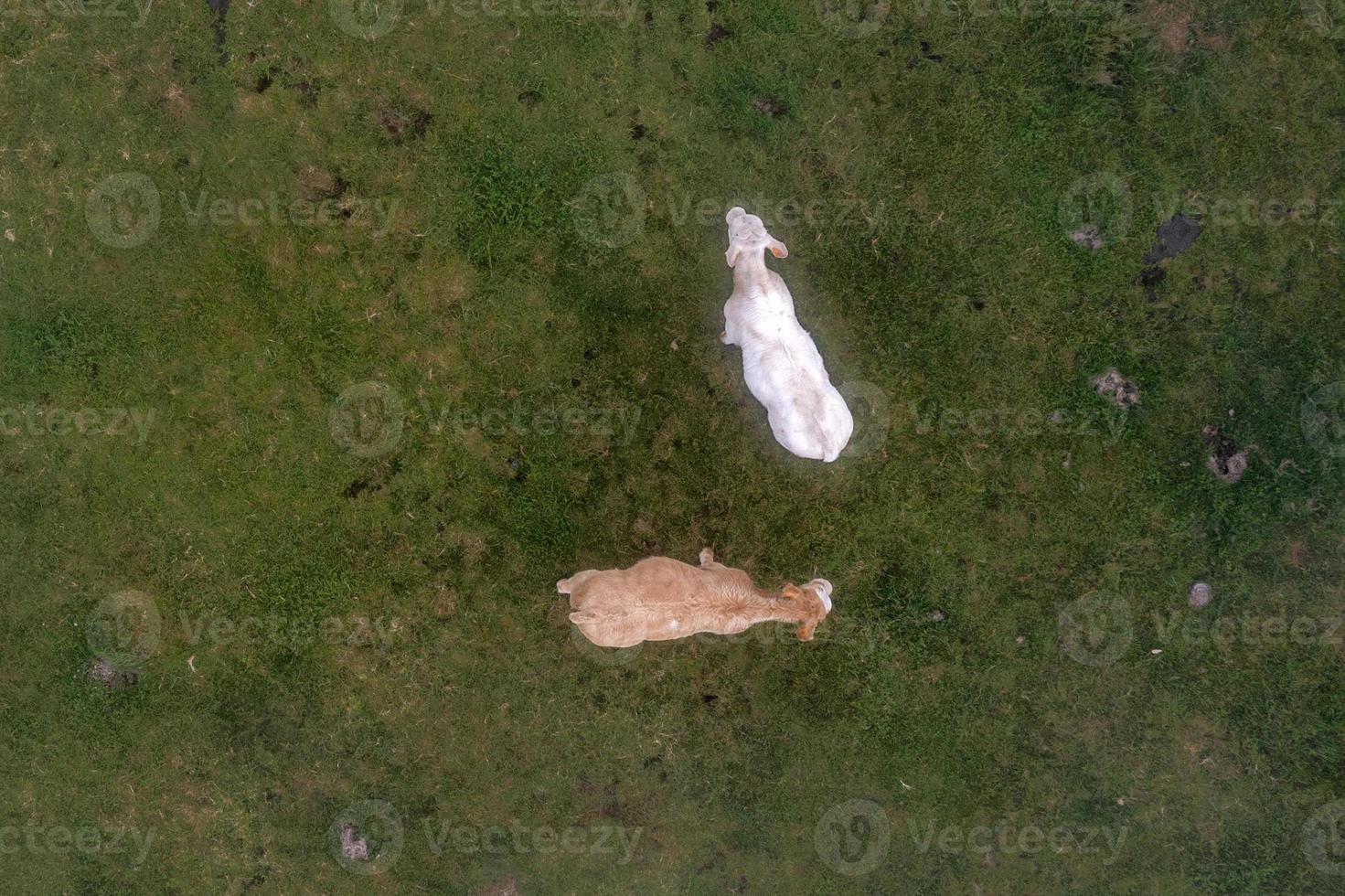 Açores pico ilha vaca em a névoa aéreo zangão foto