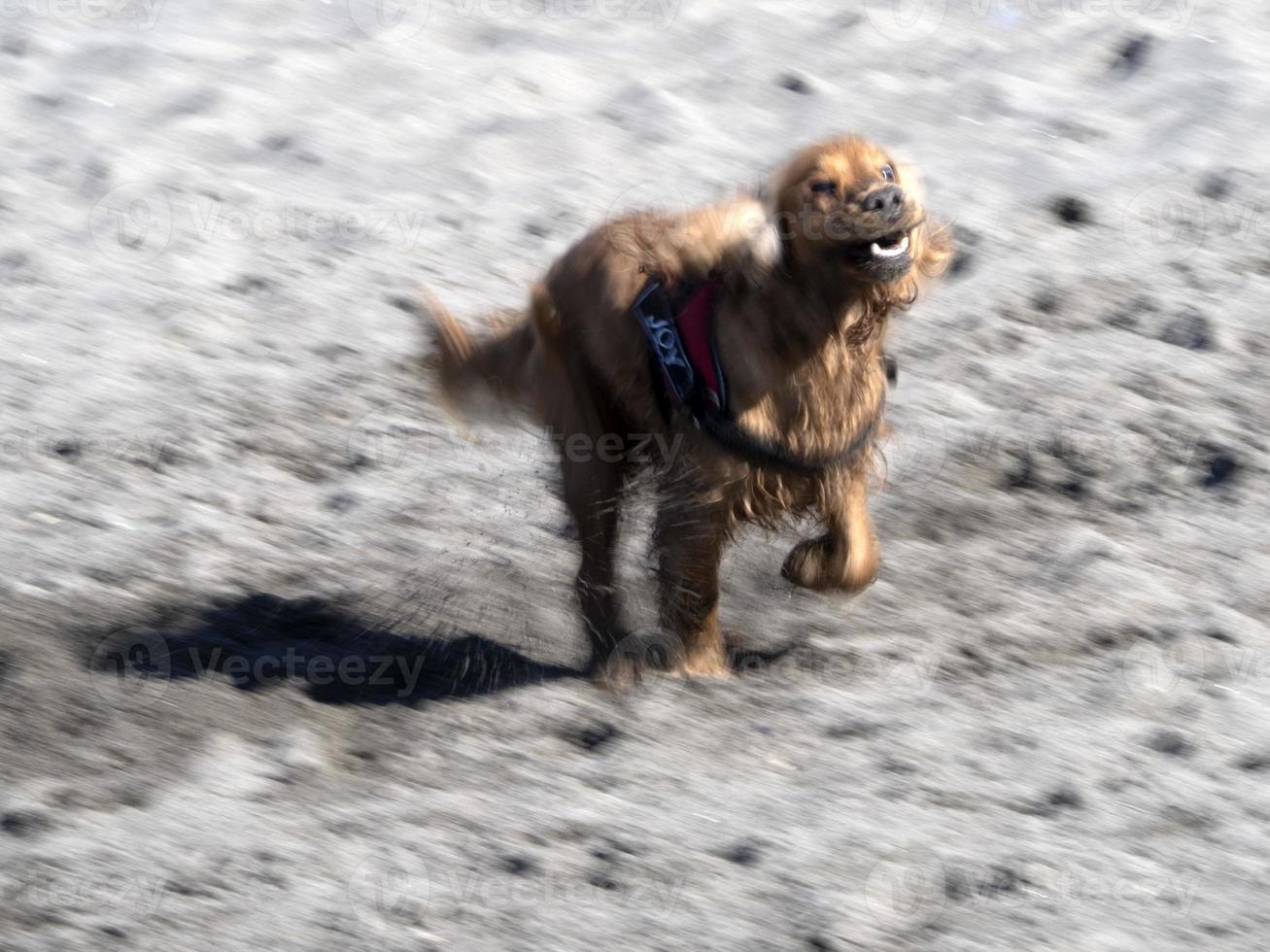 cachorro cocker spaniel feliz brincando na praia foto