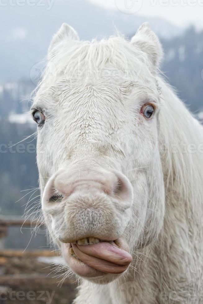cavalo branco louco foto