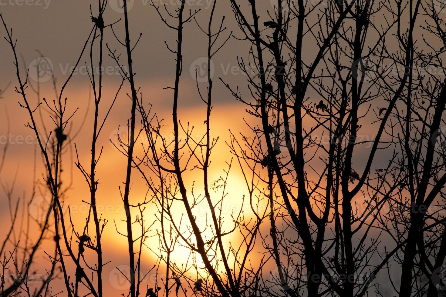 uma pôr do sol através árvore galhos foto