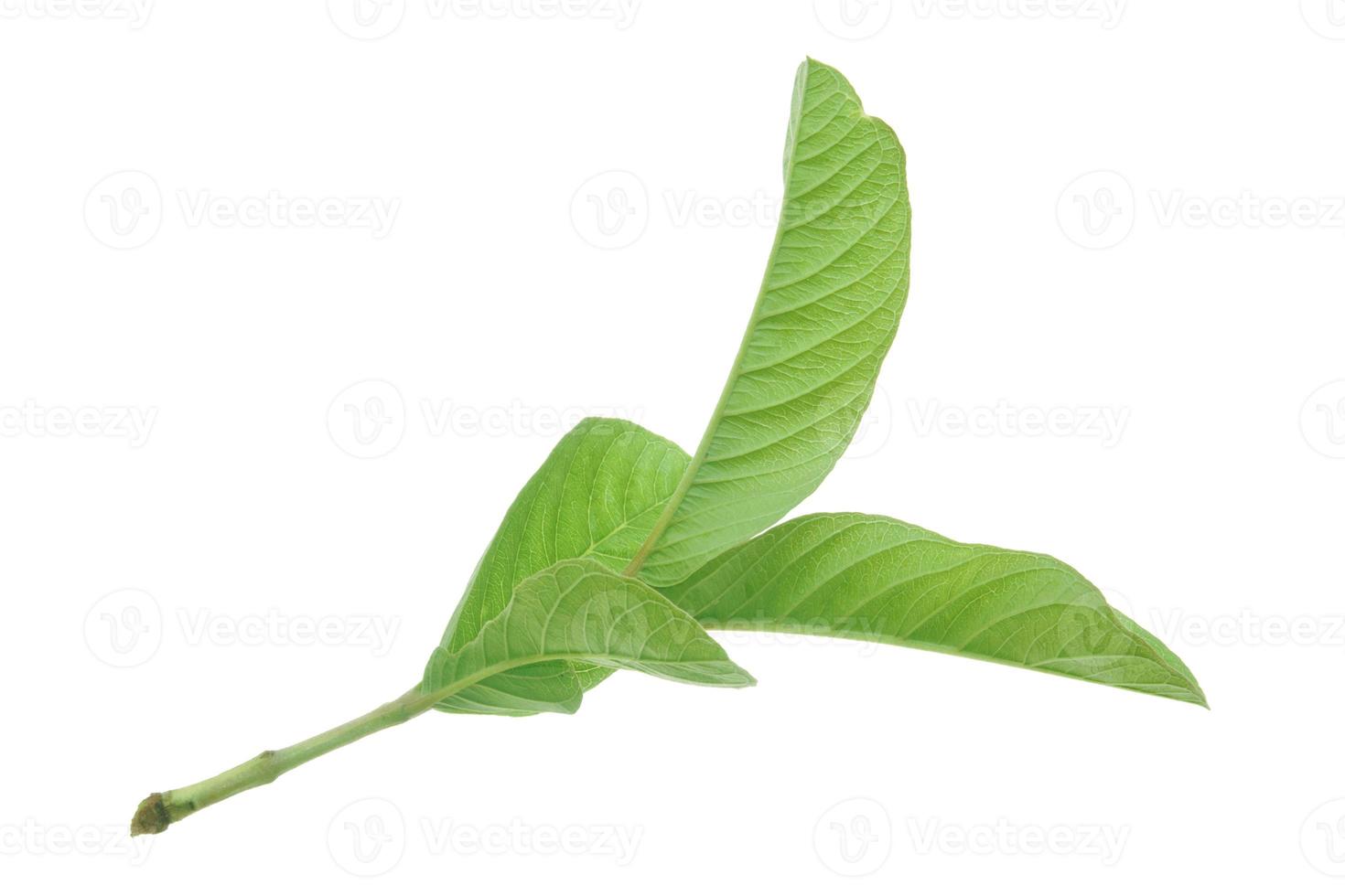 goiaba árvore com verde folhas. a nome do a plantar é psidium guajava. foto