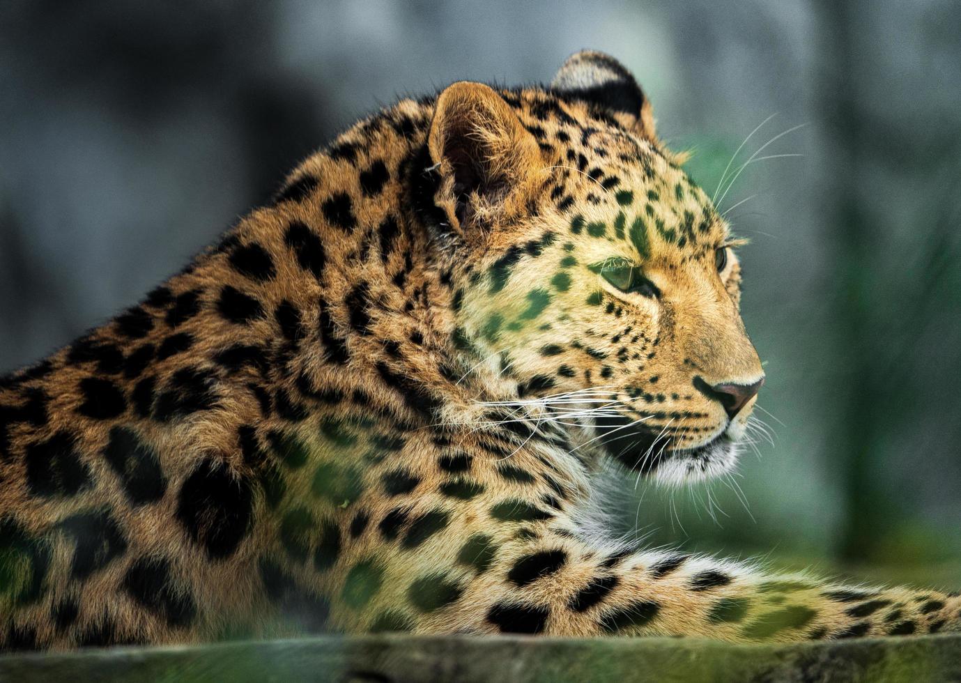 leopardo de amur no zoológico foto