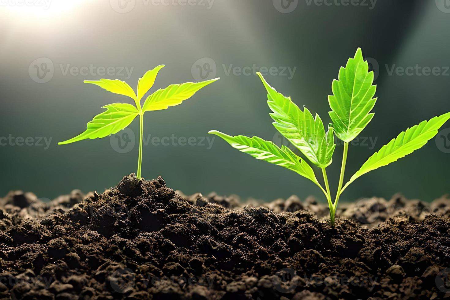dois jovem cannabis maconha plantar interior crescendo às a solo. foto