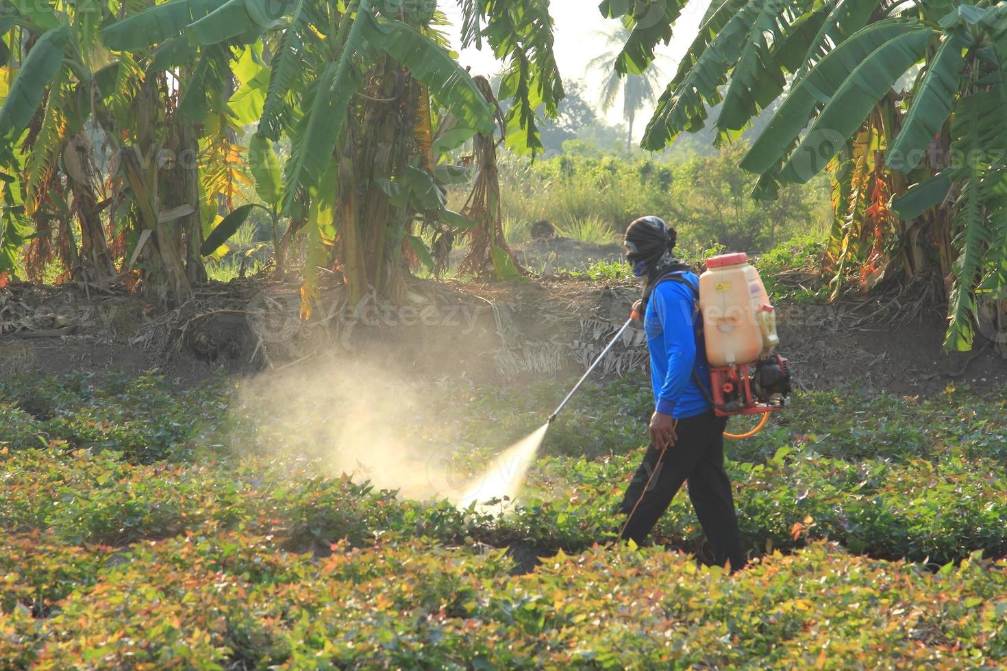 agricultores estão pulverização pesticidas dentro a doce batata plantações tão este pragas Faz não interferir e danificar agrícola produtos. foto