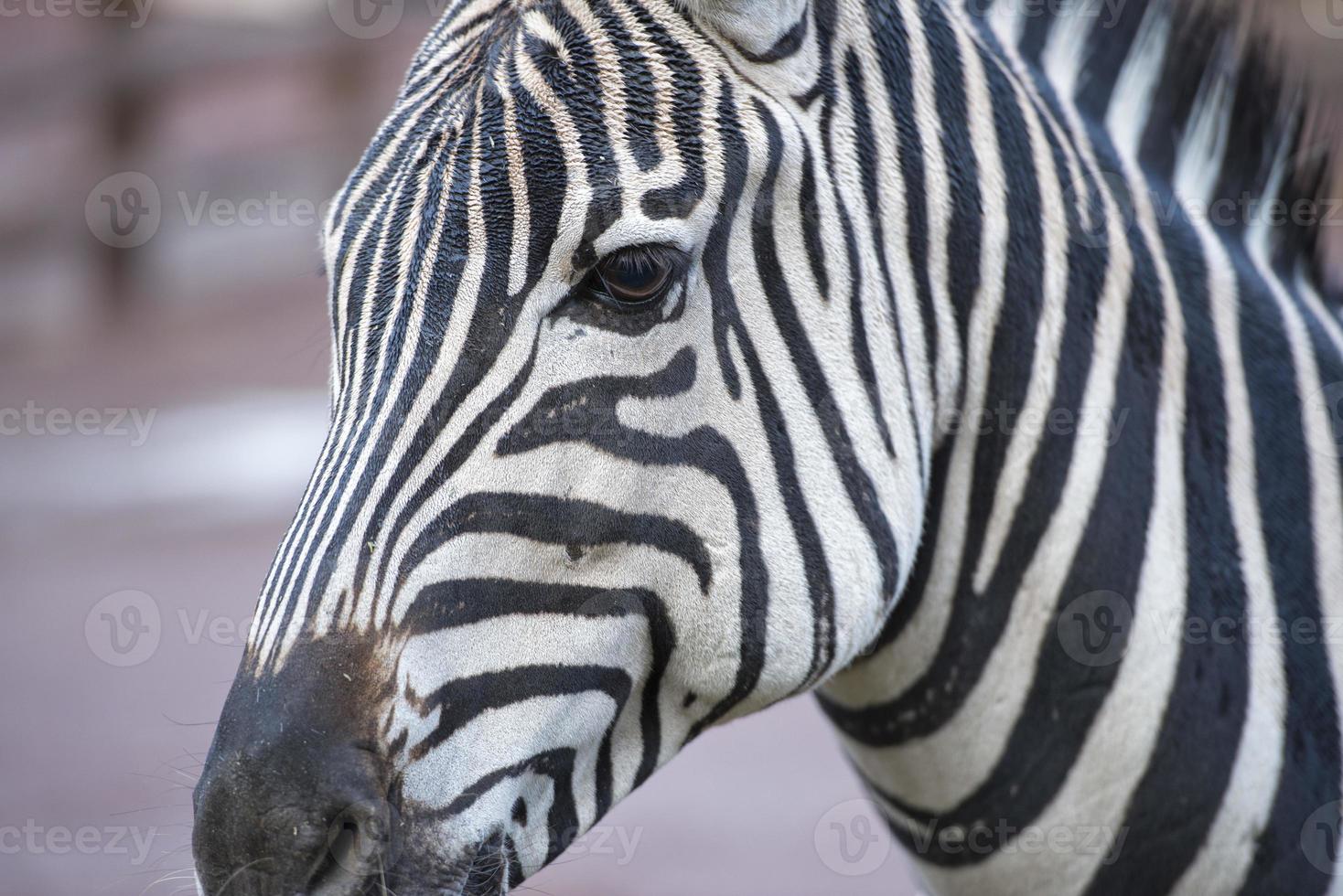 uma zebra detalhe foto