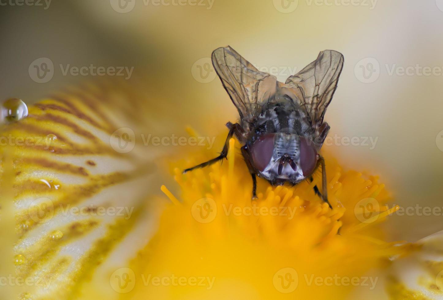 uma mosca com vermelho olhos fechar acima macro em amarelo pistilo fundo foto