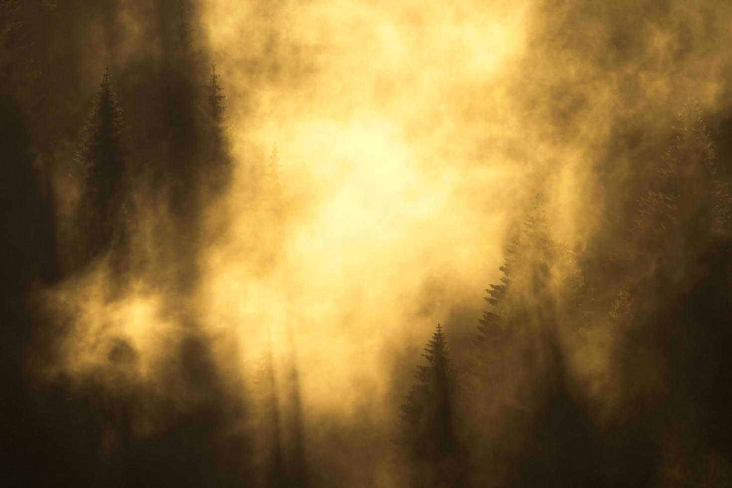 névoa colorida da floresta foto