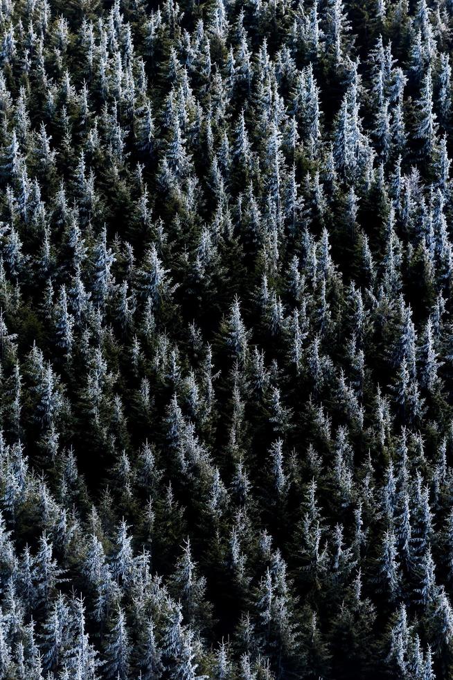 floresta de abetos congelados foto