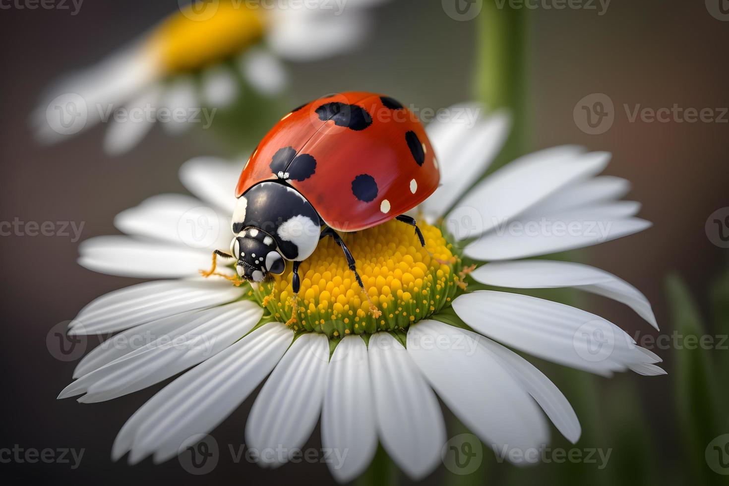 foto vermelho joaninha em camomila flor, joaninha rasteja em haste do plantar dentro Primavera dentro jardim dentro verão, fotografia