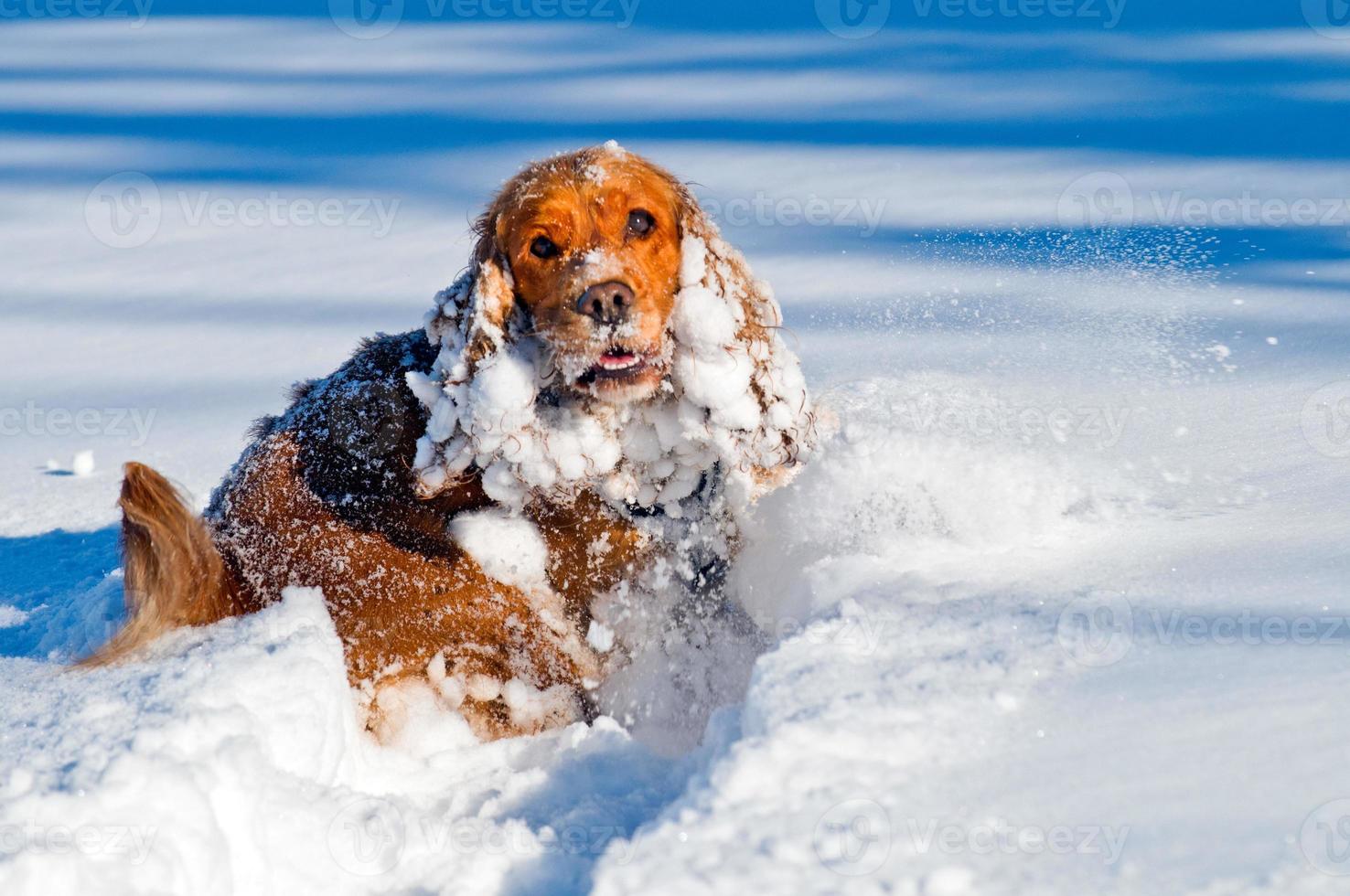 Cocker spaniel cachorro em a neve foto