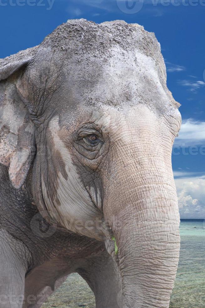 detalhe do olho de elefante foto