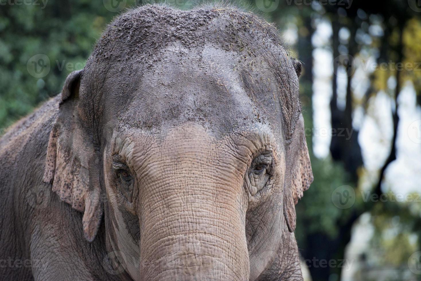 detalhe do olho de elefante foto