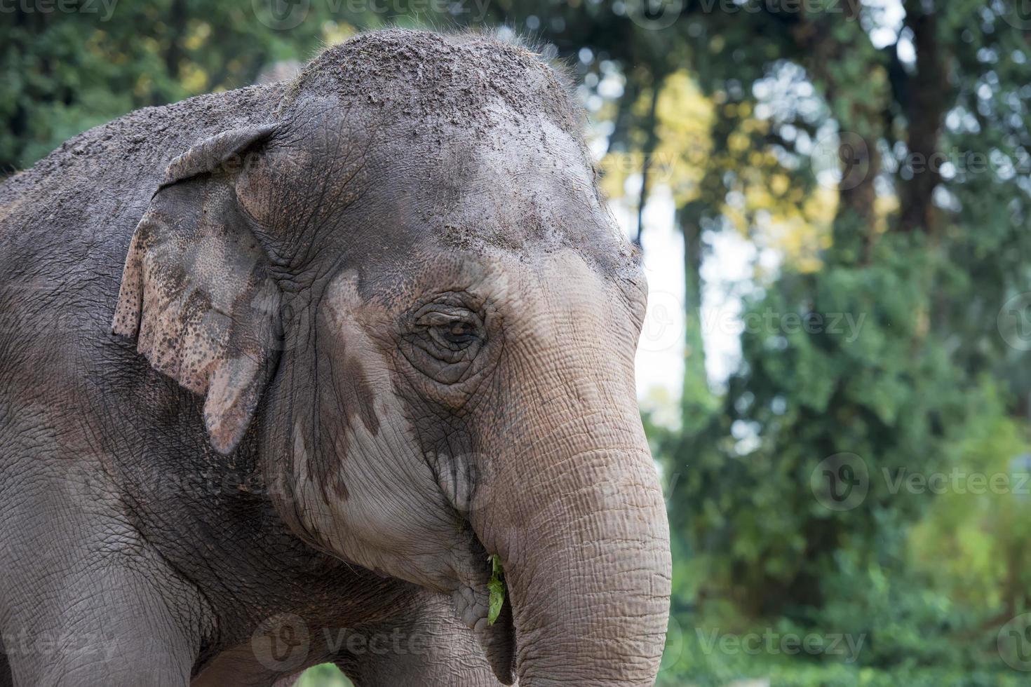 detalhe do olho de elefante foto