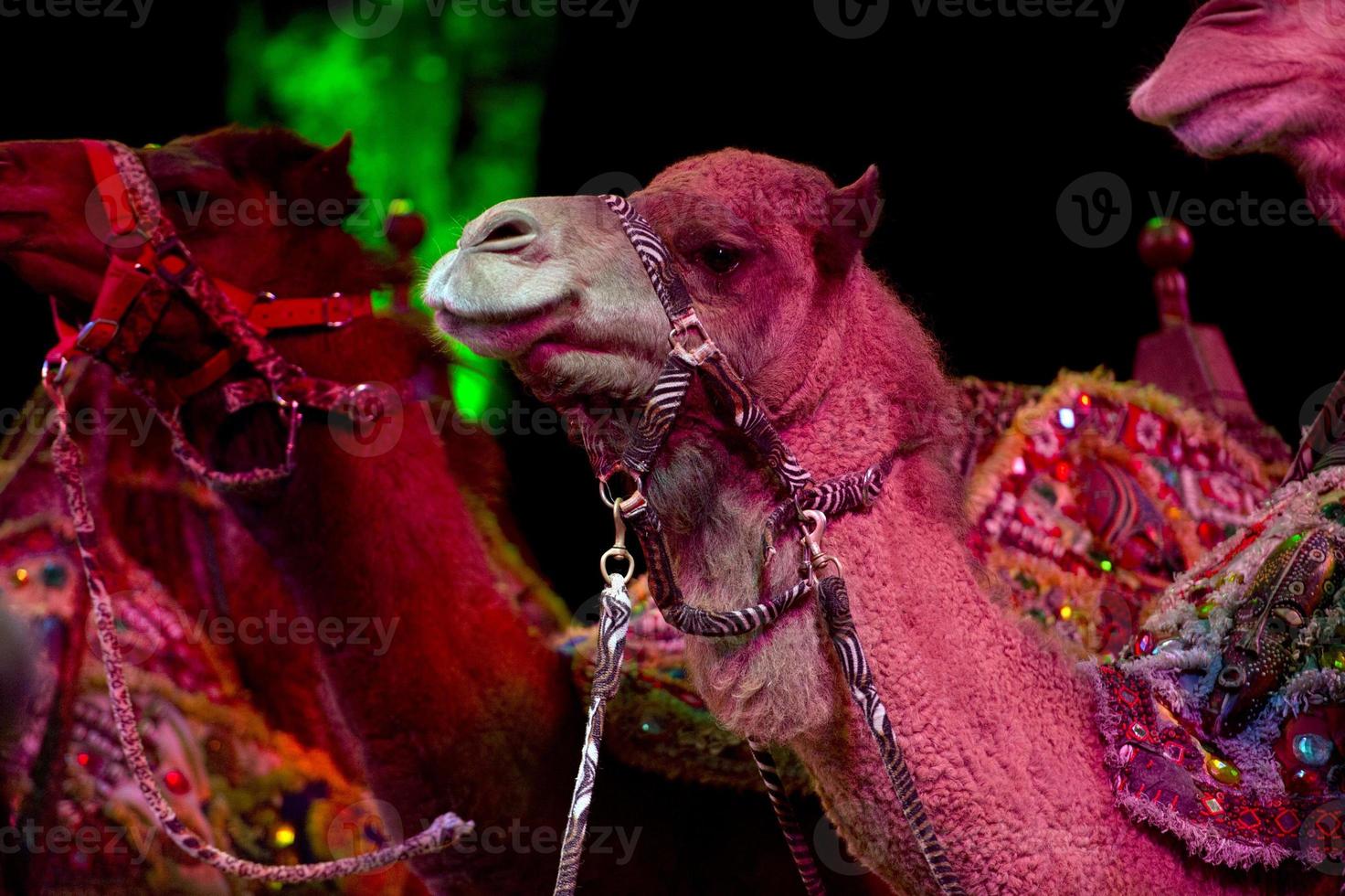 detalhe de camelo de circo foto