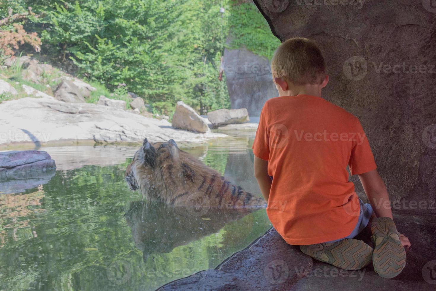 crianças olhando às siberian tigre foto