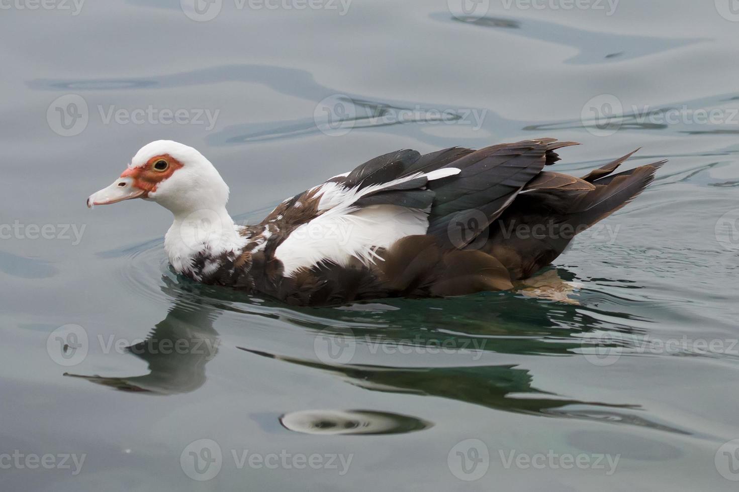 um pato enquanto nadava foto