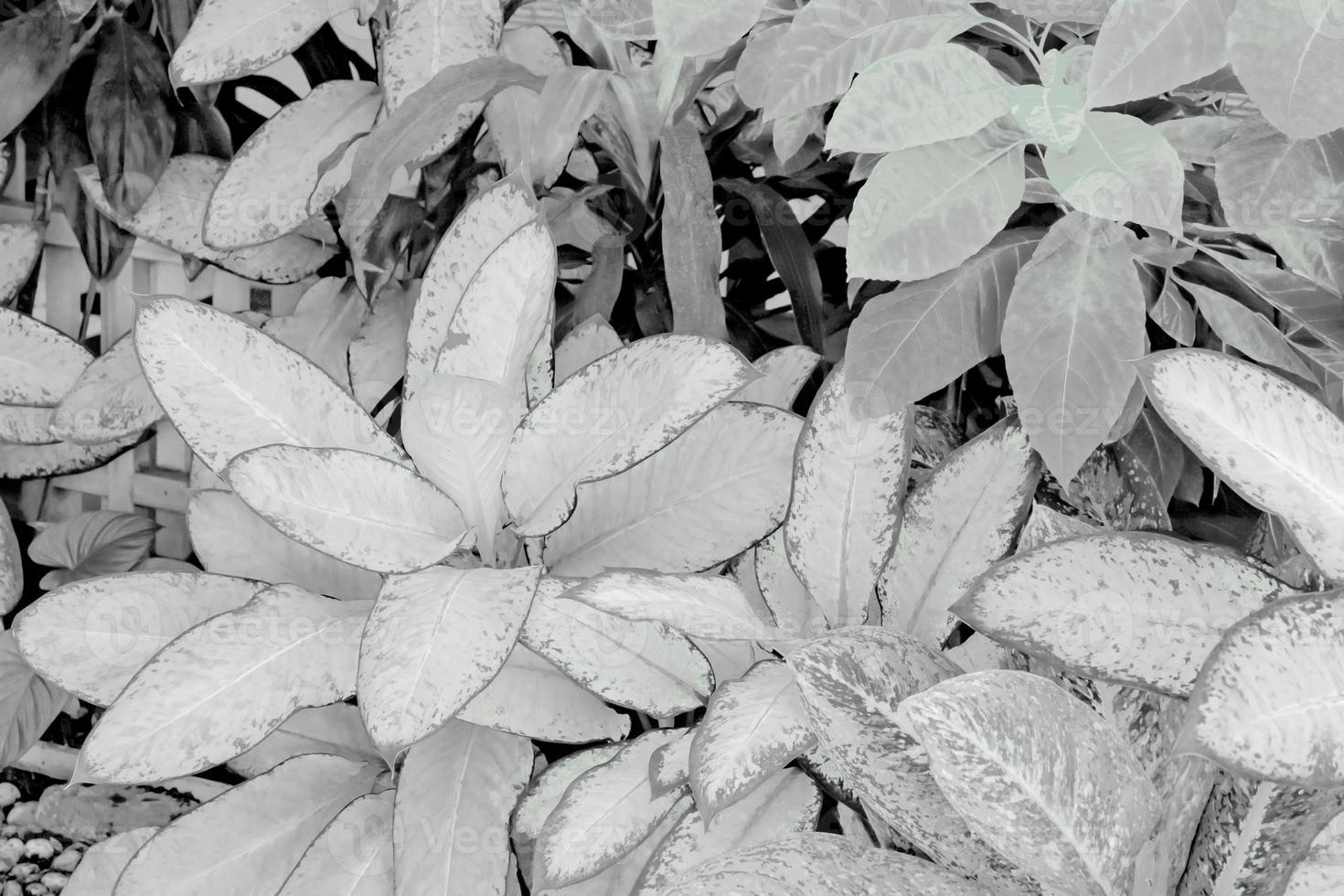 Preto e branco folhas padronizar do idiota bengala folhagem dentro jardim, folha exótico tropical foto