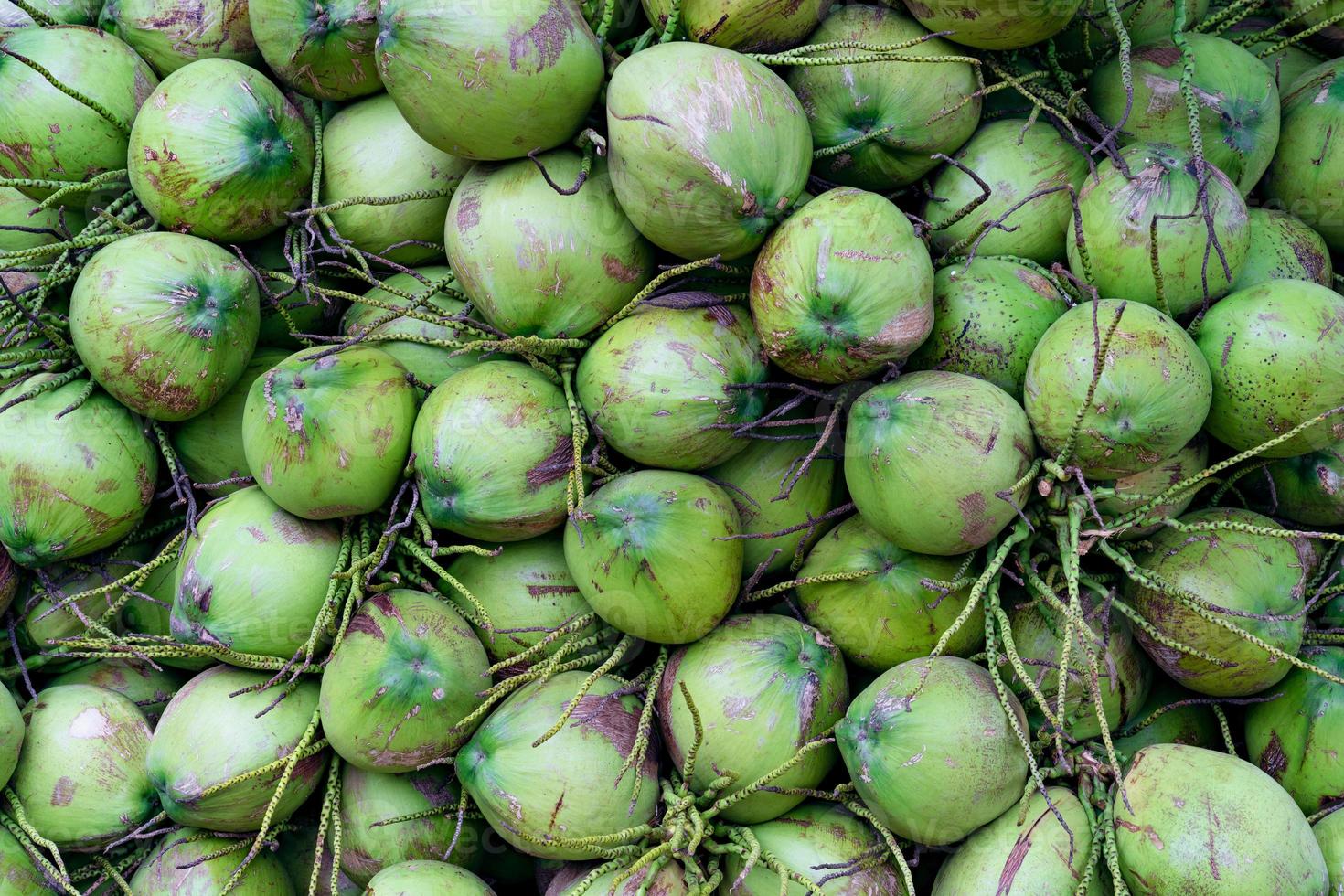 grupo do verde cocos texturizado fundo foto