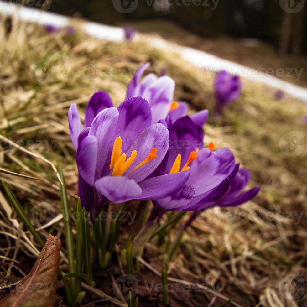 fechar acima Primavera açafrão flores com anteras florescendo conceito foto