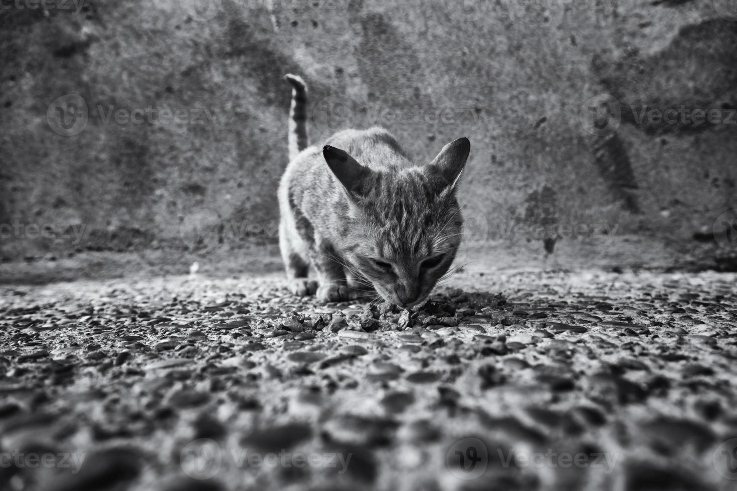 gatos abandonados na rua foto