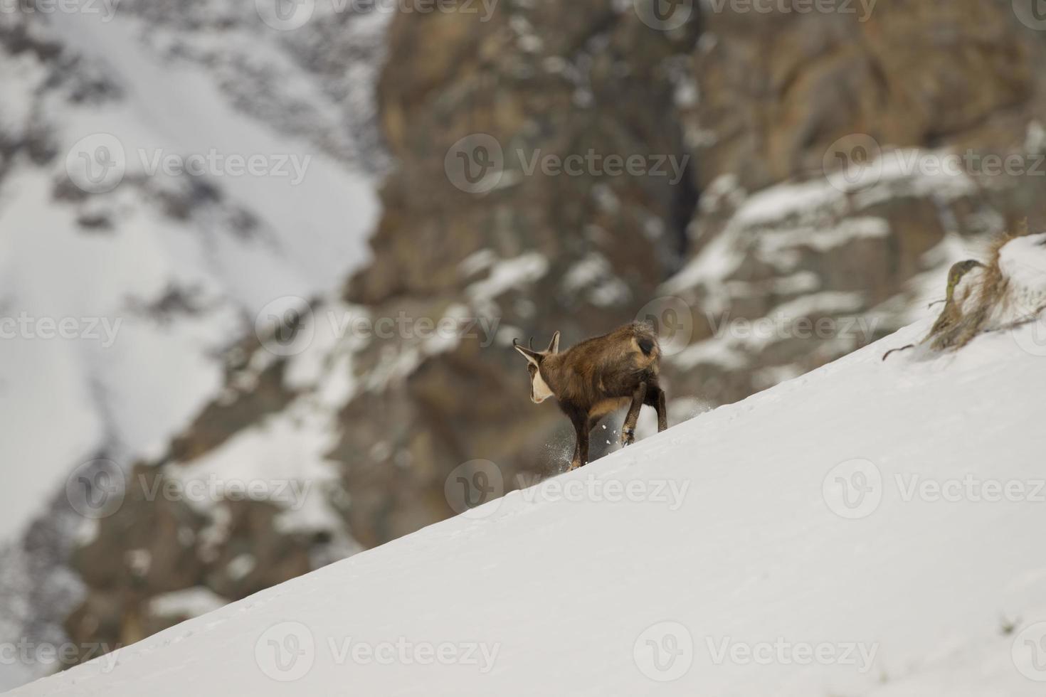 um cervo de camurça isolado no fundo da neve foto