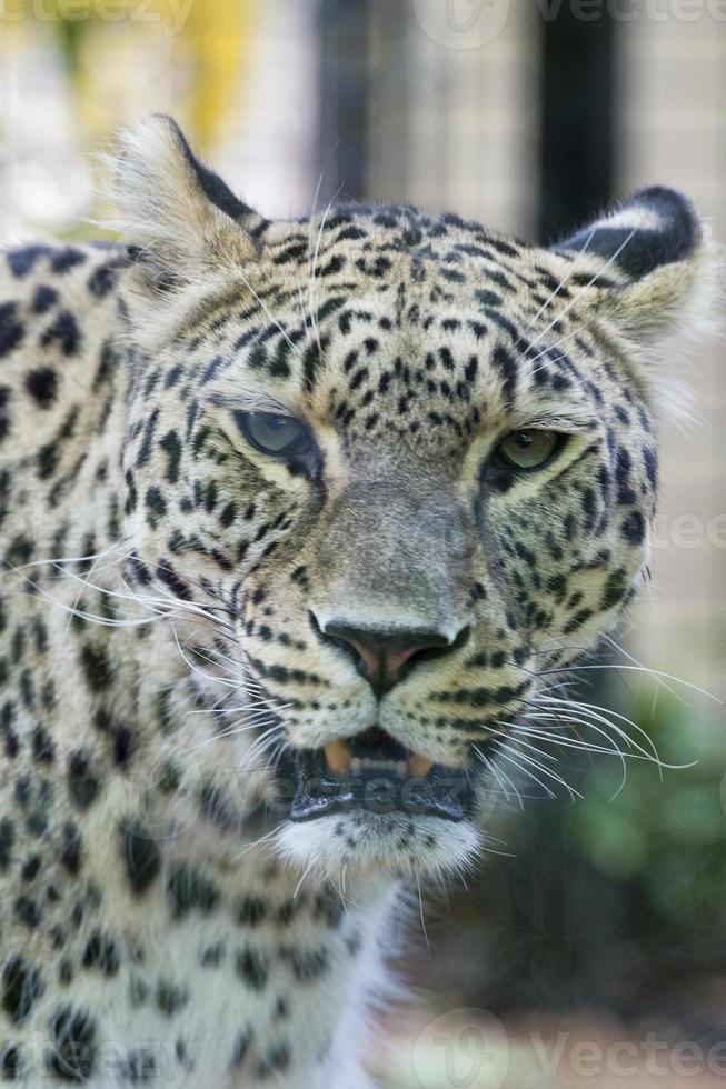 jaguar leopardo chetaa retrato foto