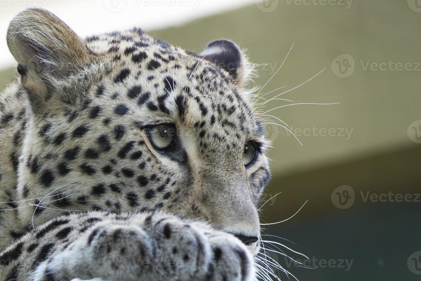 isolado jaguar chita olhos retrato foto