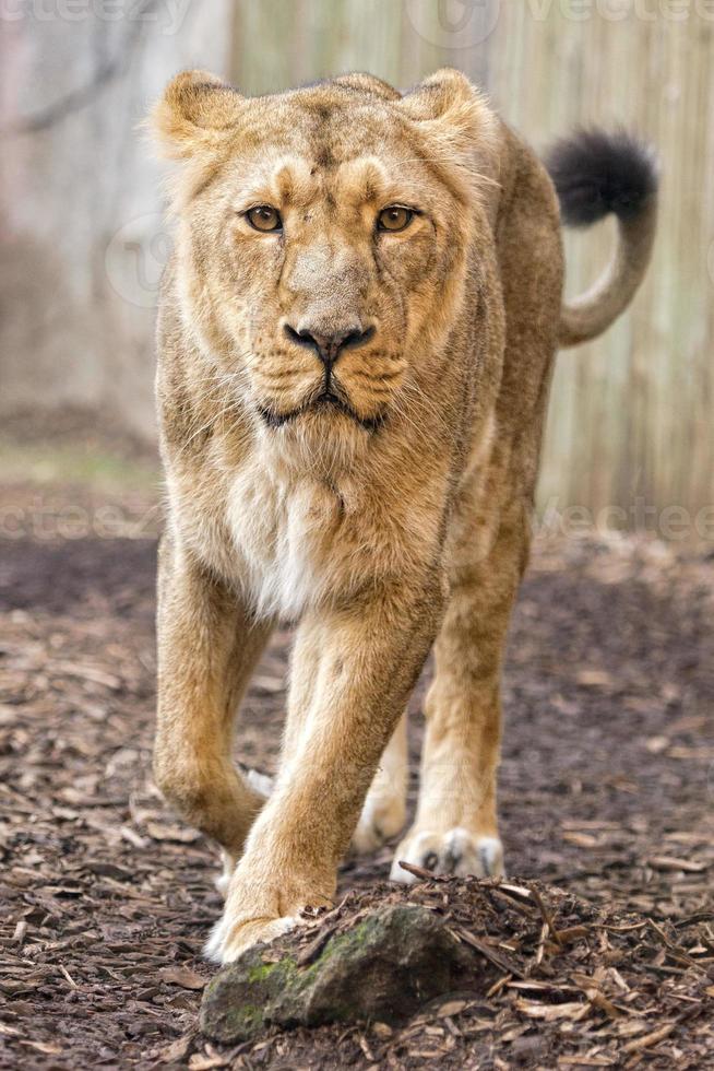fêmea ásia leão retrato foto
