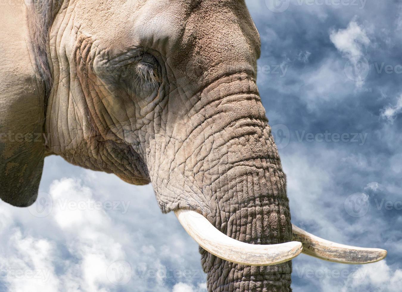 elefante presa fechar acima detalhe foto